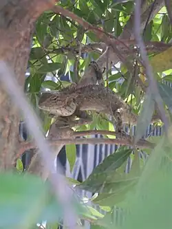 Oriental garden lizard (Calotes versicolor) hiding amongst the branches