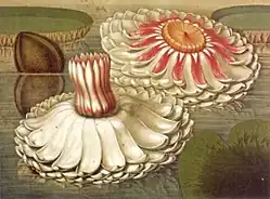 Lily in A Selection of Hexandrian Plants