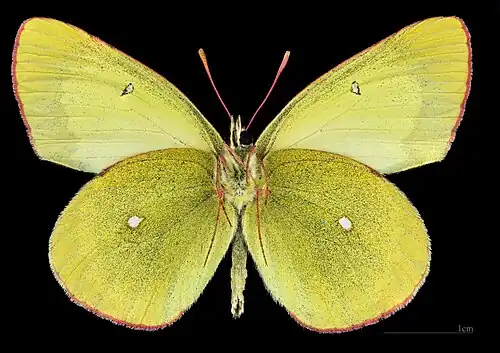 Colias palaeno ♂ △