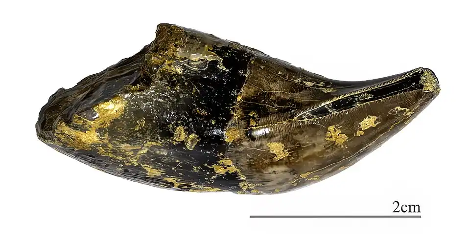 Megamphicyon giganteus Canine MHNT
