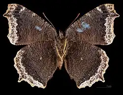 Aberrant form Ex larva ♂ △