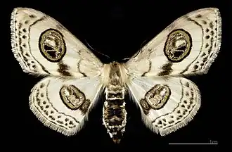 Problepsis ocellata ♀