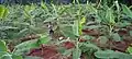 Early Vegetative Stage Myndoli Banana plants 1-2 months