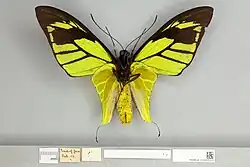 Ornithoptera meridionalis male, ventral view