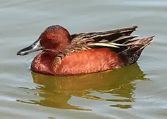 Cinnamon Teal (Anas cyanoptera), Mustang Island, Nueces County, Texas