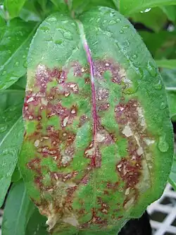 Red ringspot lesions caused by NMV in Gomphrena globosa