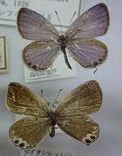 Dorsal view