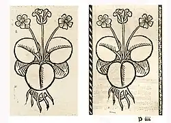 Illustration of Nuphar luteum as a substitute for an illustration of Caltha palustris: Left: Hortus Sanitatis, Straßburg 1497 (I, 309). Right: Kleines Destillierbuch (Blatt 78r)