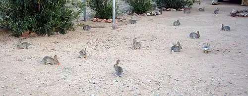 Cottontails are very sociable animals within their peer group.