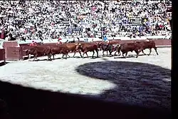 1971-3 Portugal Bull persuaded from the bullring