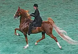Saddlebred performing the rack