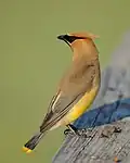 The red tips on the secondaries are often absent on immature birds, such as this cedar waxwing