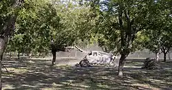 Harvesting of pecan nuts from Carya illinoinensis using a mechanical tree shaker.
