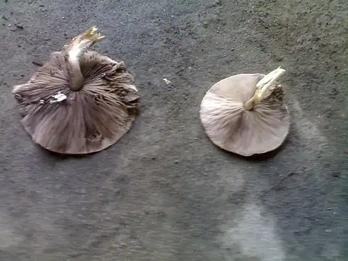 Agaricus merrilli Copel. 1905