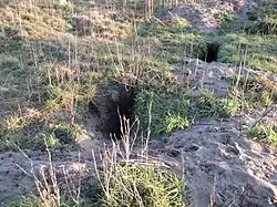 A photo of several holes in the ground. There is moss on the ground.