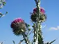 Scottish Thistle Onopordum acanthium