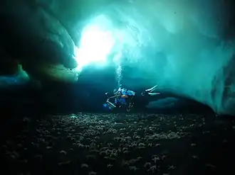 A scuba diver in water beneath ice, with the sea floor immediately below them. The ice is lit up by the diver's torch.