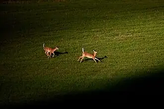 White-tailed deer, sunset
