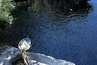 Close up view of a bird at the pond