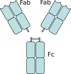 An antibody digested by papain yields three fragments: two Fab fragments and one Fc fragment