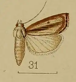 Calamotropha neurigrammalis