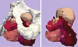 Left: Three-dimensional model of levator ani subdivisions including the pubic bone and pelvic viscera. Right: The same model without the pubic bone.
