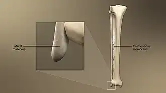 3D Medical Animation still shot of Fibula structure