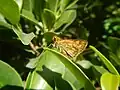 Lepidoptera (butterflies and moths)