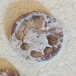 Seated figure (possible)