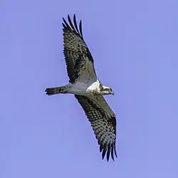 Osprey, Bogesund, Vaxholm, Stockholm