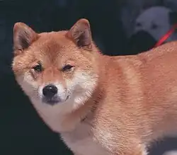 Red Shiba Inu