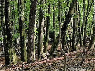 A deciduous beech forest in Slovenia