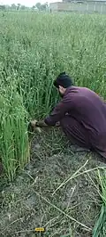 A man working in an oat field in Hund, highlighting the importance of agriculture to village life.