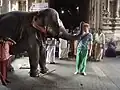 Temple elephant blesses a tourist at Meenakshi Temple, Madurai, Tamil Nadu