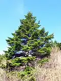 Pine (Pinus densiflora)