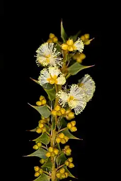 Photograph of "Acacia hastulata"