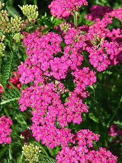 Achillea "Staroe Burgundskoe"