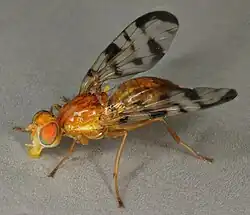 Acidia cognata. Side vies