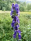 Monkshood in Frankenthal&nbsp;[fr].