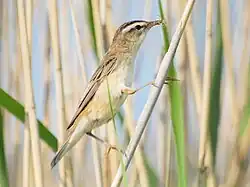 Sedge warbler, Hallsberg, Örebro