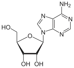 adenosine