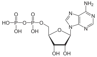 Skeletal formula of ADP