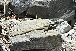 An adult Himalayan Agama (Paralaudakia himalayana) at Ringmospang, Kargil