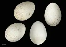 Aegithalos caudatus – MHNT