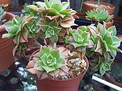 Aeonium leucoblepharum