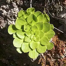 Aeonium glandulosum