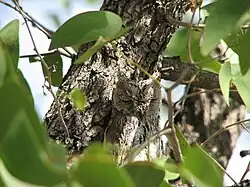 Owl with eyes closed in front of similarly coloured tree trunk partly obscured by green leaves