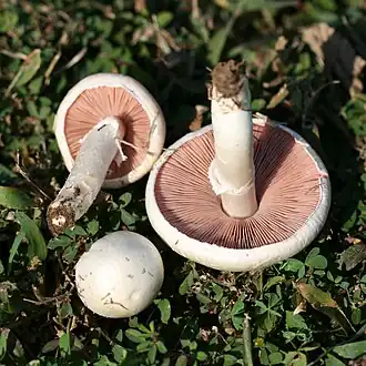 Agaricus andrewii A.E.Freeman 1979