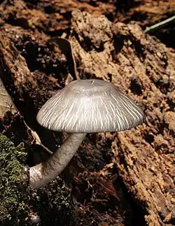 Agaricus endoxanthus Berk. & Broome 1871