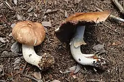 Agaricus julius